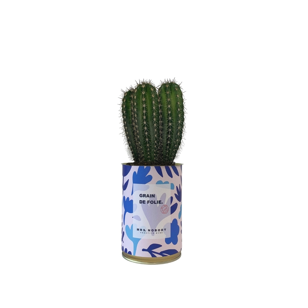 Cactus ou Succulente - Grain de Folie - Cactus Colonne Cactus ou Succulente - Grain de Folie - Cactus Colonne