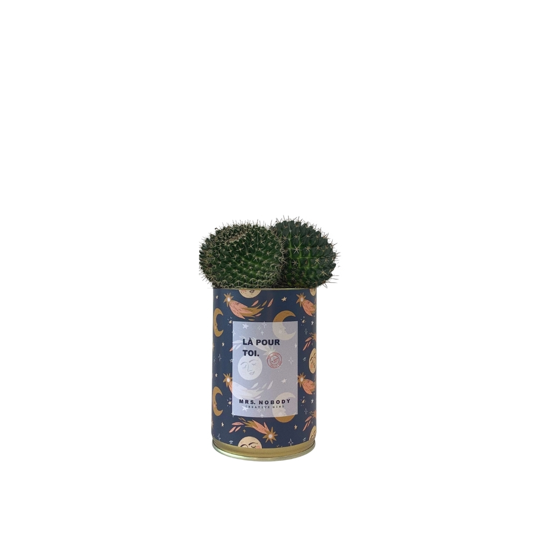 Cactus ou Succulente - Là Pour Toi - Cactus Boule Cactus ou Succulente - Là Pour Toi - Cactus Boule