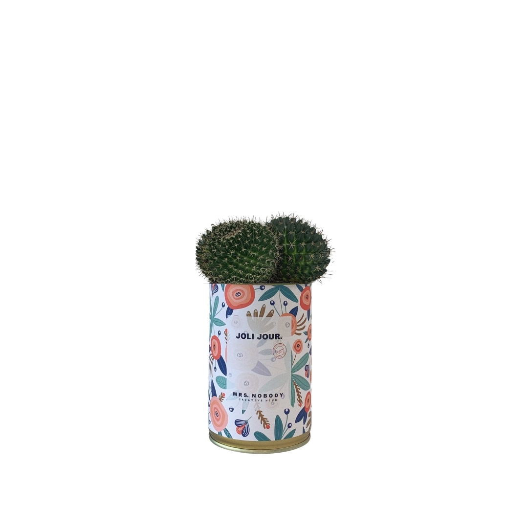 Cactus ou Succulente - Joli Jour - Cactus Boule Cactus ou Succulente - Joli Jour - Cactus Boule