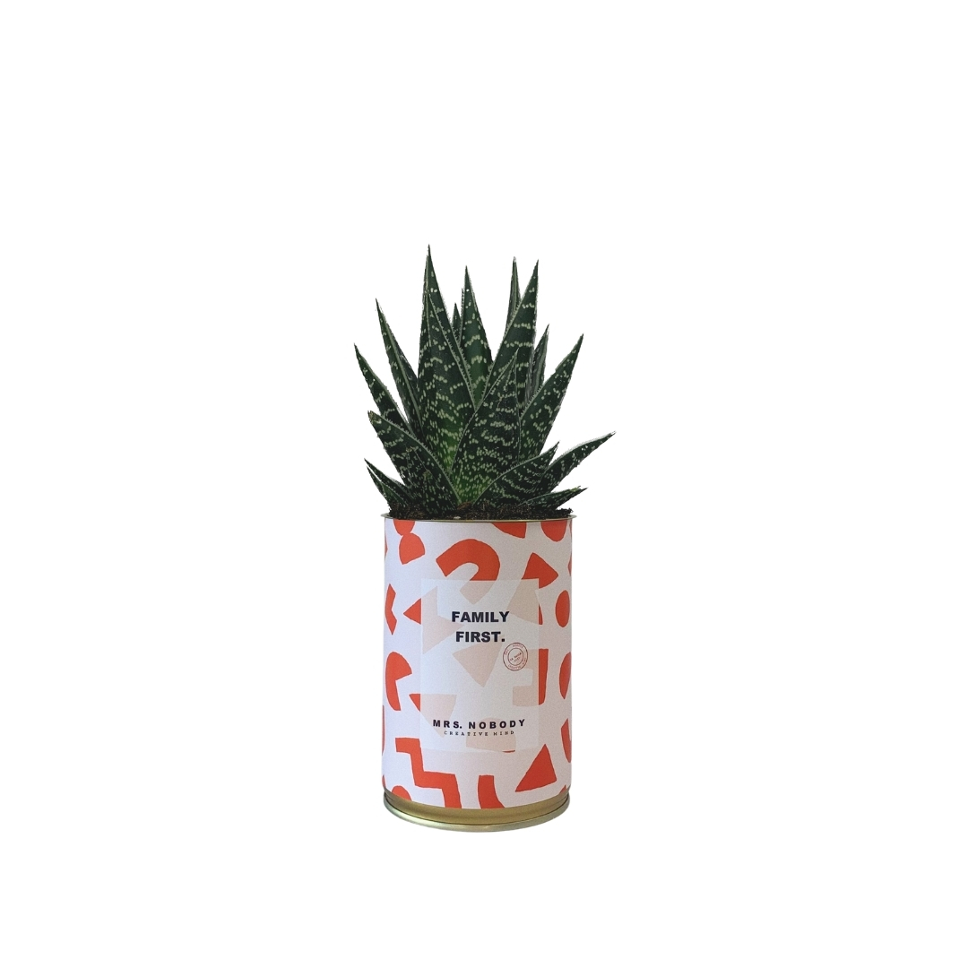 Cactus ou Succulente - Family First - Aloe Cactus ou Succulente - Family First - Aloe