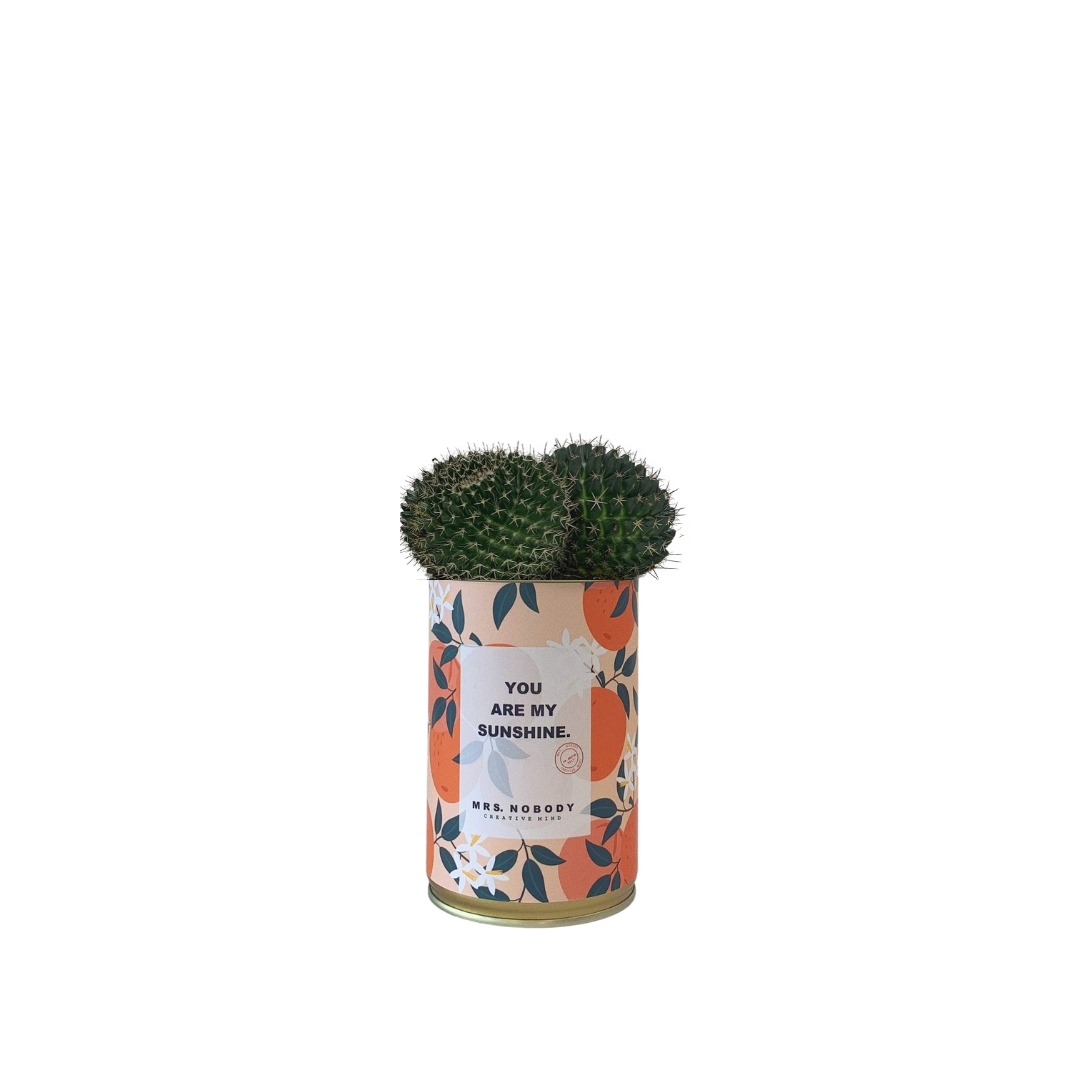 Cactus ou Succulente - You Are My Sunshine - Cactus Boule