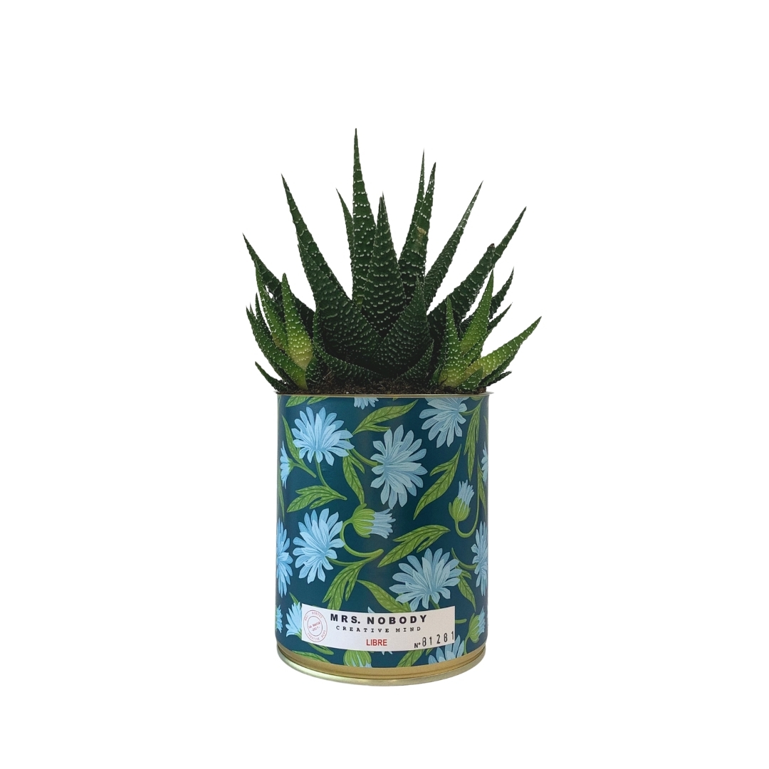 Cactus ou Succulente - Libre - Haworthia Cactus ou Succulente - Libre - Haworthia