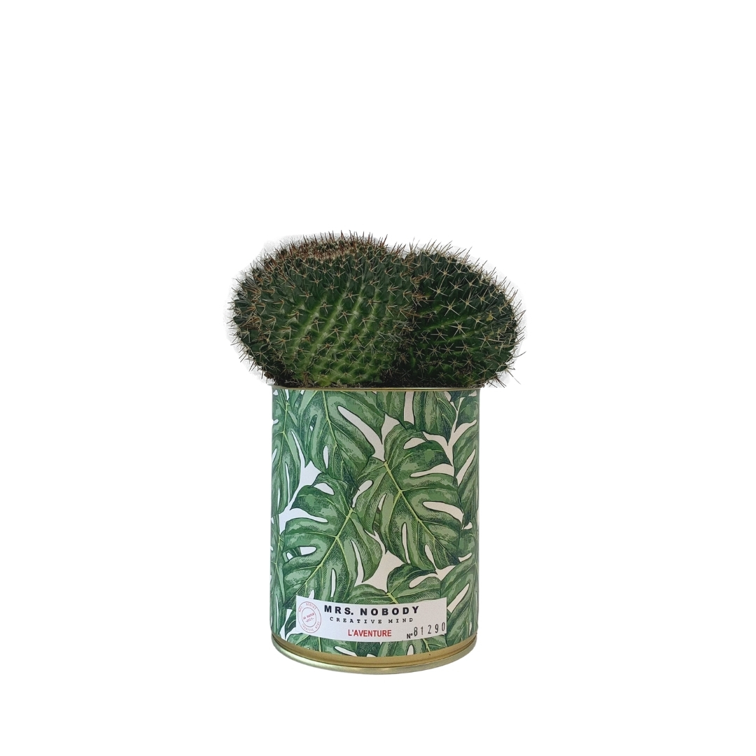 Cactus ou Succulente - L'Aventure - Cactus Boule Cactus ou Succulente - L'Aventure - Cactus Boule