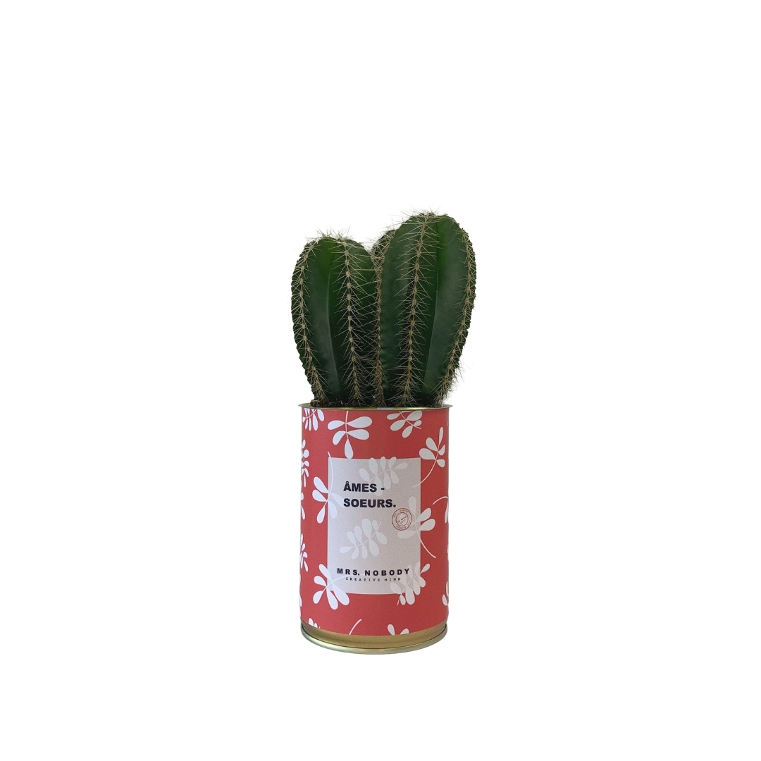 Cactus ou Succulente - Âmes-Sœurs - Cactus Colonne Cactus ou Succulente - Âmes-Sœurs - Cactus Colonne