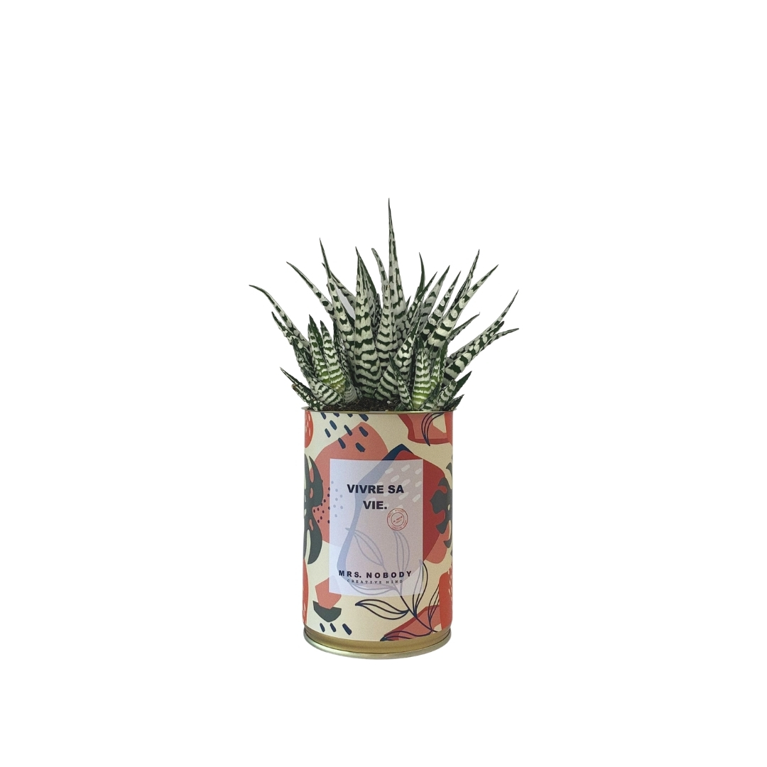 Cactus ou Succulente - Vivre Sa Vie - Haworthia