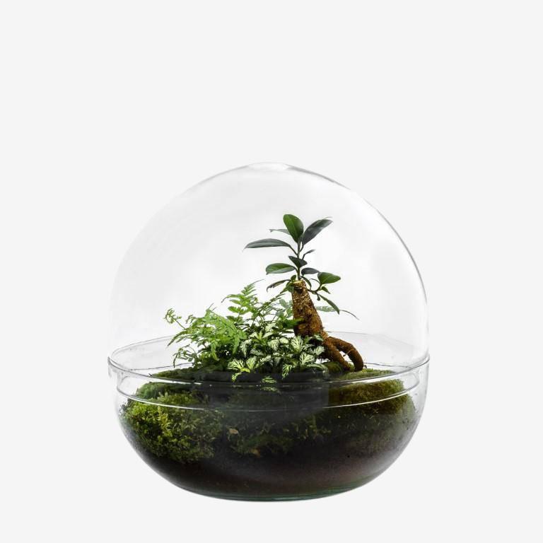 Kit terrarium dôme en verre - Ficus Ginseng 45x40cm Kit terrarium dôme en verre - Ficus Ginseng 45x40cm