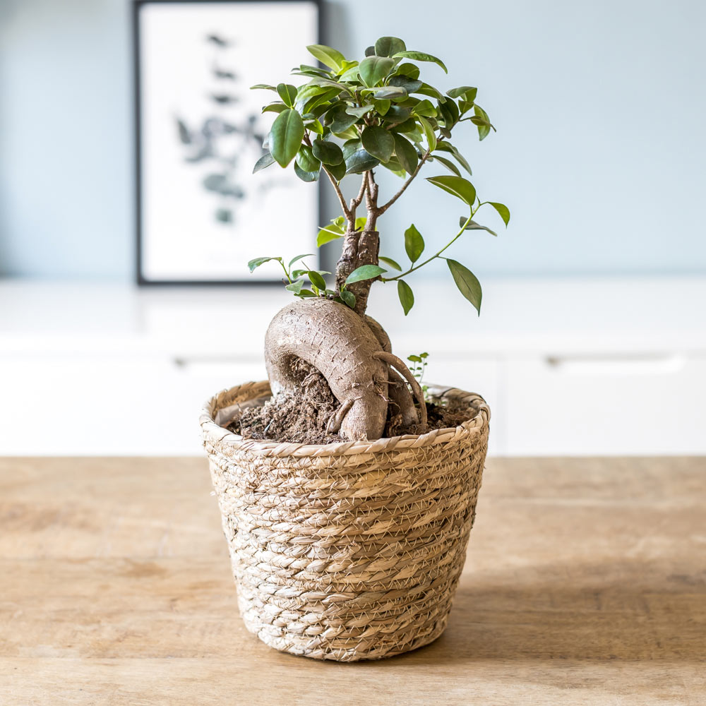 Plante d'intérieur : le ficus microcarpia ginseng + Cache-pot