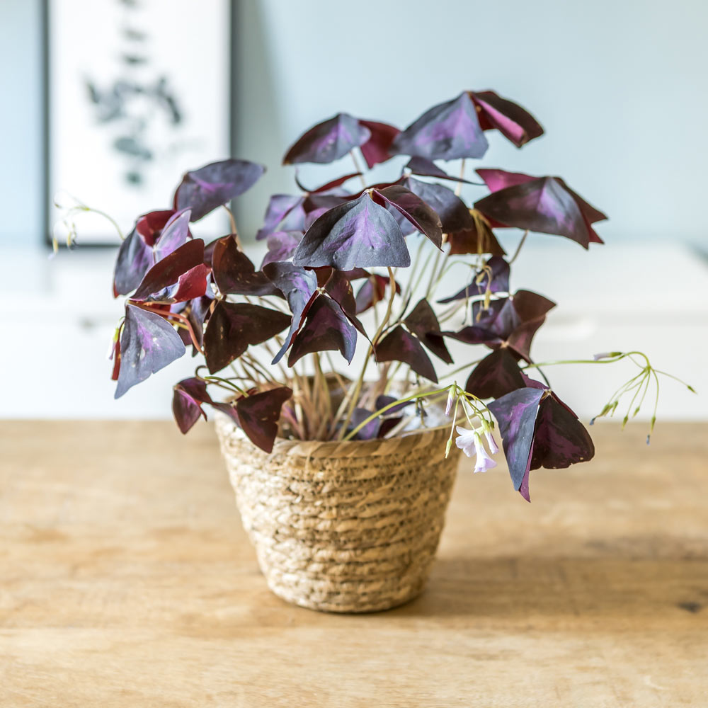 Plante d'intérieur : L'oxalis triangularis + Cache-pot
