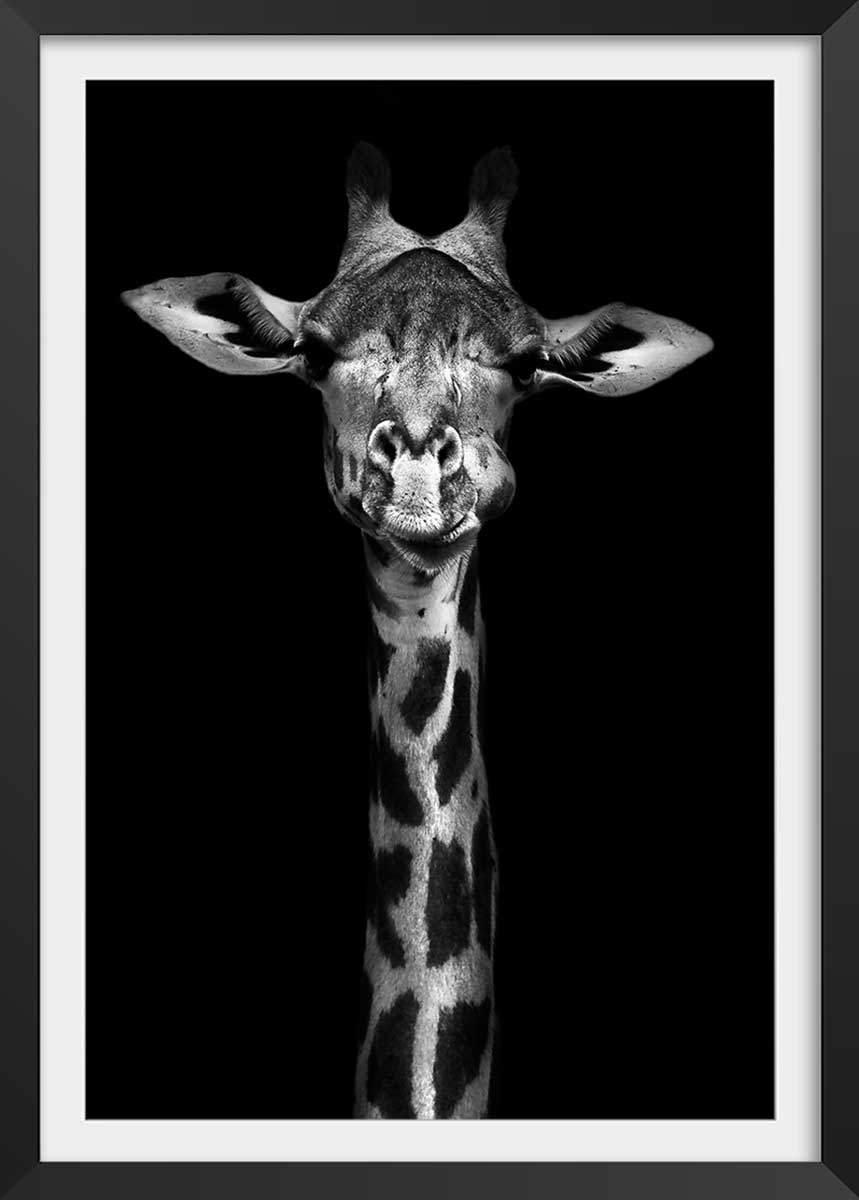 Affiche sous cadre noir girafe haute en portrait 30x45cm Affiche sous cadre noir girafe haute en portrait 30x45cm