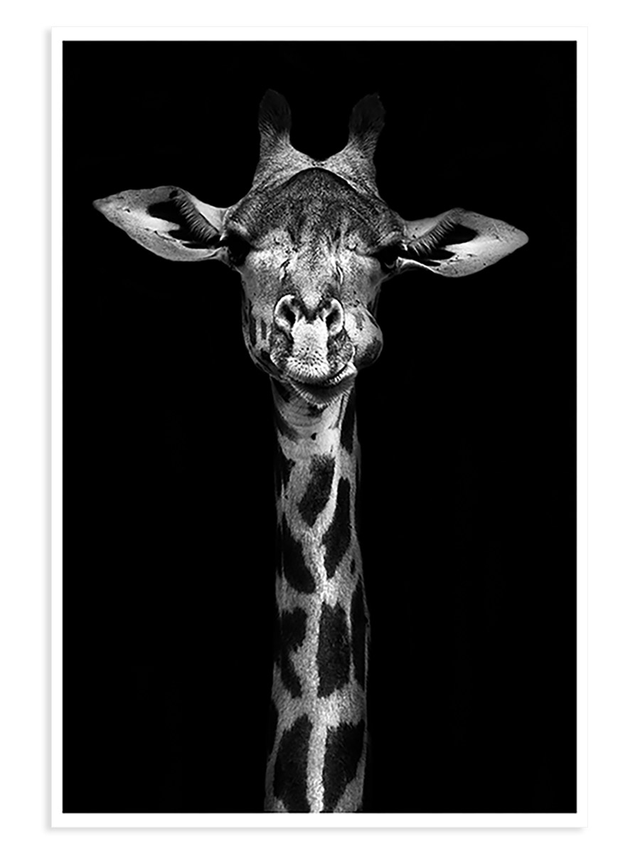 Affiche girafe haute en portrait 40x60cm Affiche girafe haute en portrait 40x60cm