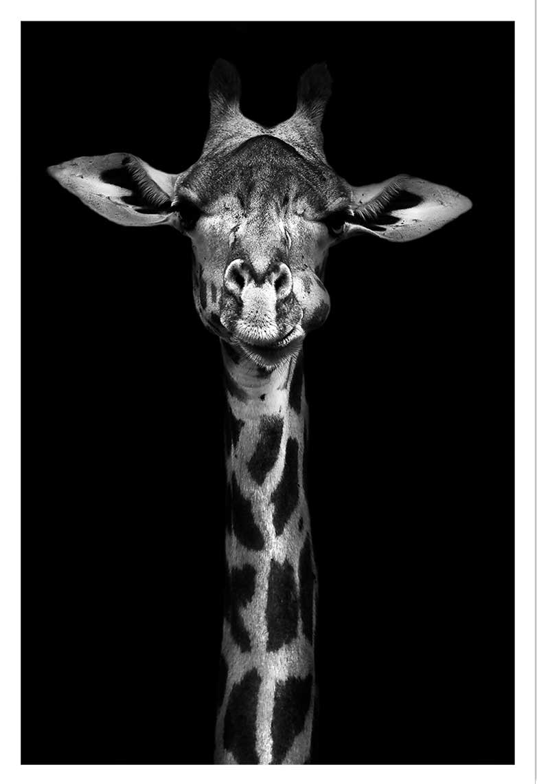 Affiche girafe haute en portrait 20x30cm