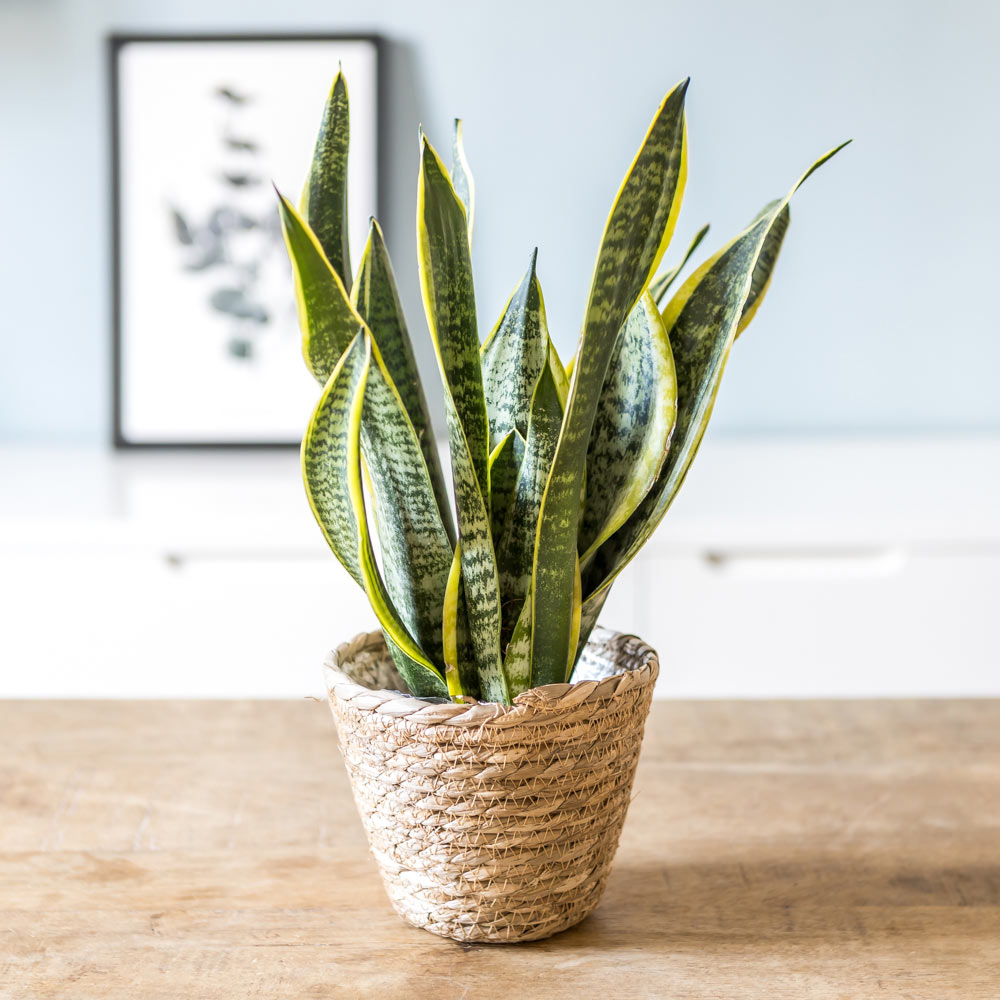 Plante d'intérieur dépolluante sansevieria + cache-pot