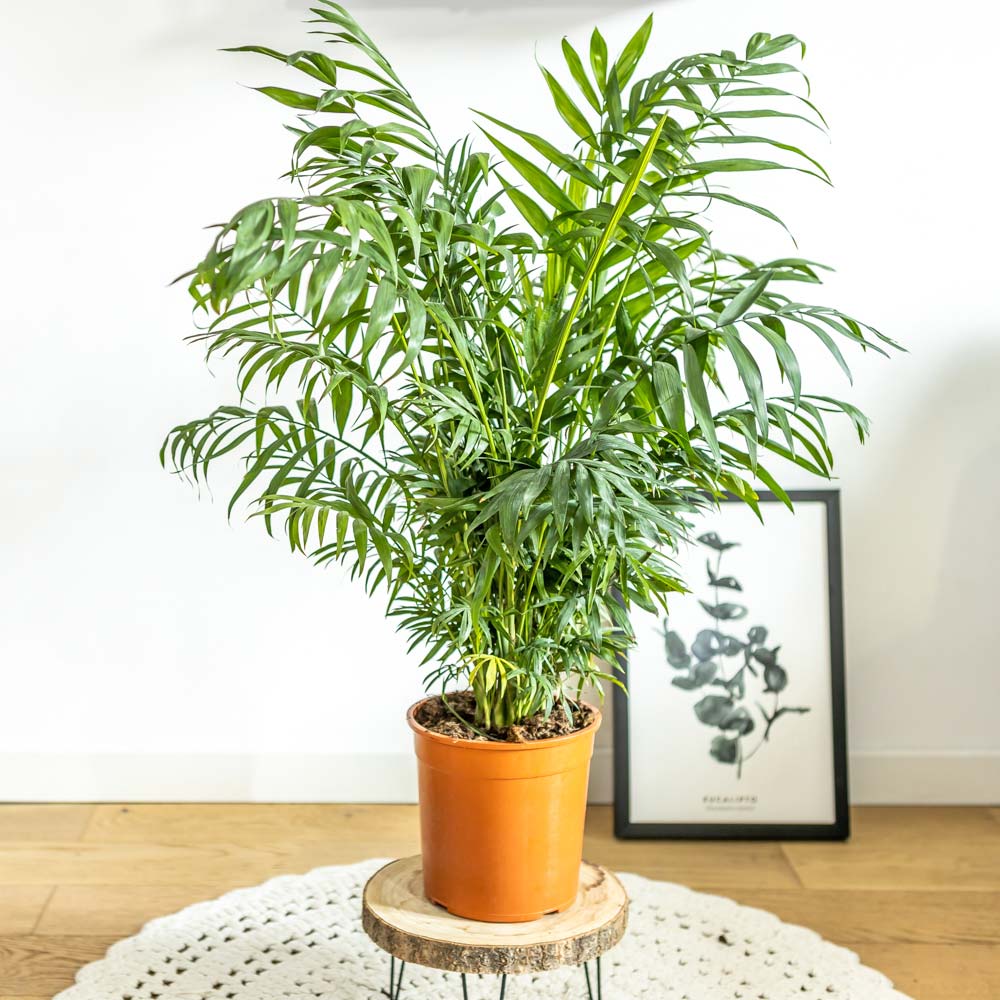 Palmier d'intérieur chamaedorea sans cache-pot