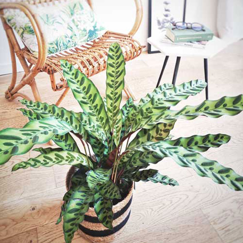 Plante d'intérieur calathéa lancifolia + cache-pot