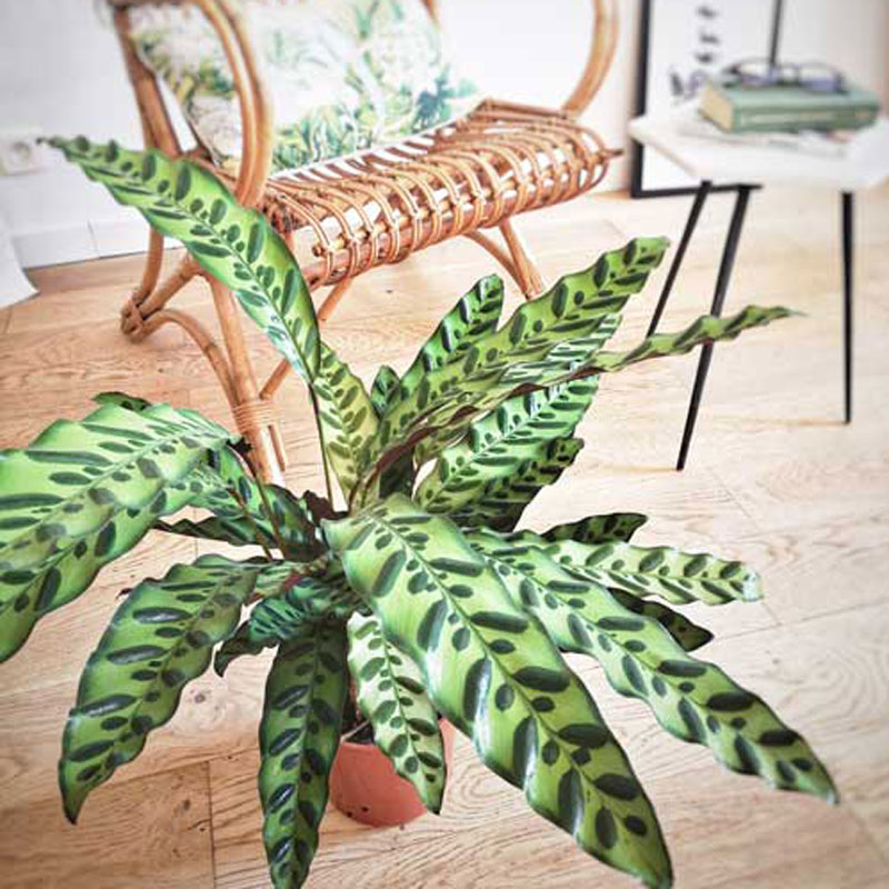 Plante d'intérieur calathea lancifolia sans cache-pot