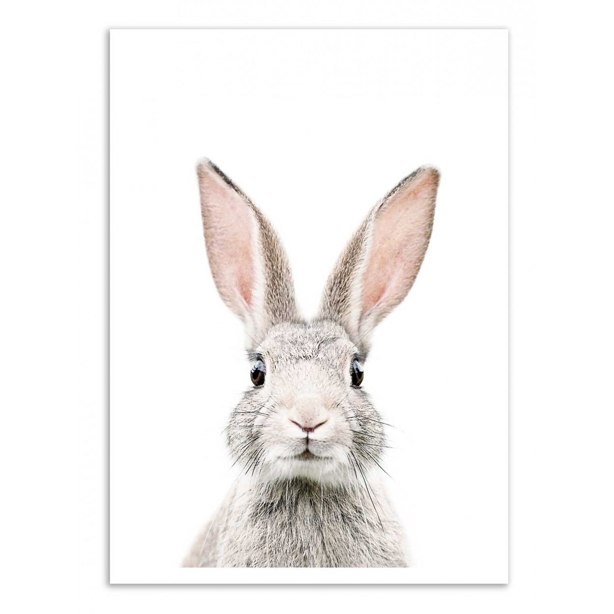 BUNNY - Affiche d'art 50 x 70 cm BUNNY - Affiche d'art 50 x 70 cm