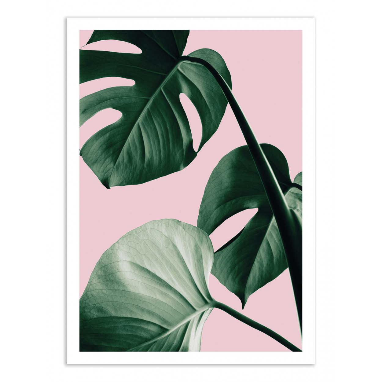 MONSTERA PINK NO 07 - 1X STUDIO - Affiche d'art 50 x 70 cm MONSTERA PINK NO 07 - 1X STUDIO - Affiche d'art 50 x 70 cm