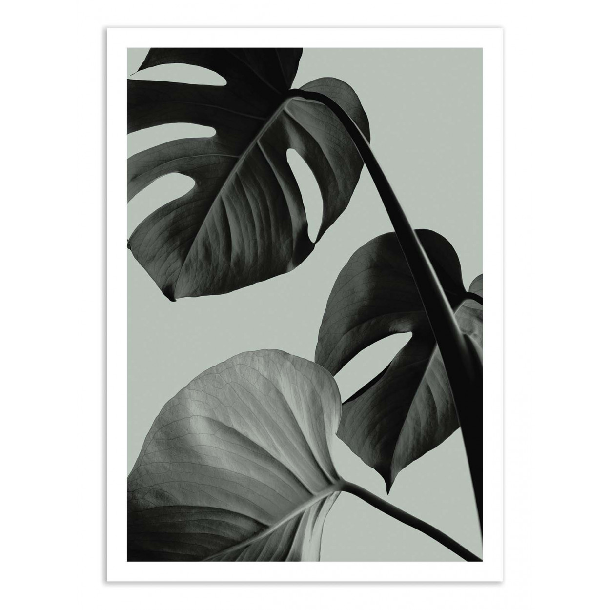 MONSTERA TEAL 7 - 1X STUDIO - Affiche d'art 50 x 70 cm MONSTERA TEAL 7 - 1X STUDIO - Affiche d'art 50 x 70 cm