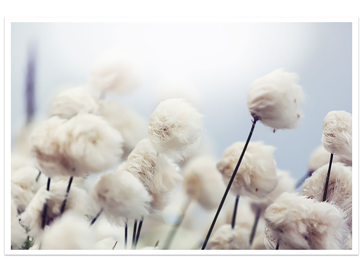 Affiche fleurs de coton au vent 45x30cm