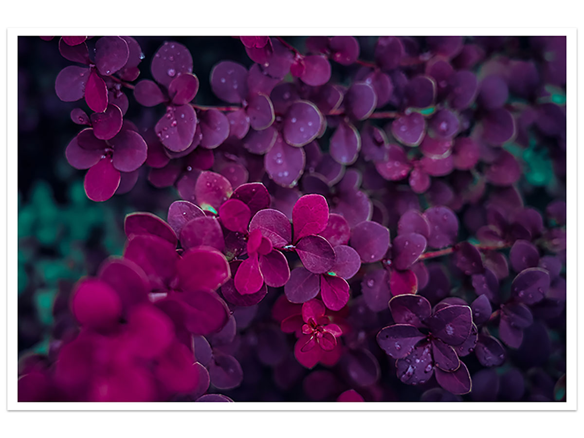 Affiche fleurs de lilas au printemps 30x20cm