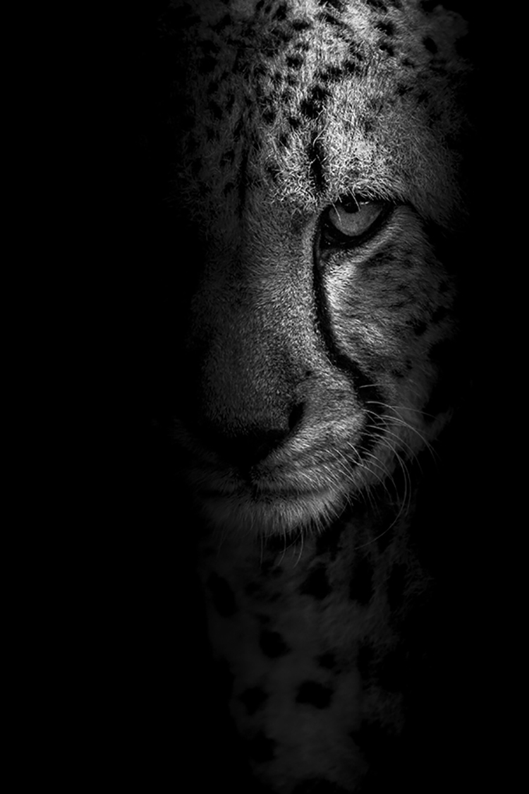 Photographie d'art de Guillaume Mordacq 30x45 cm sur alu Photographie d'art de Guillaume Mordacq 30x45 cm sur alu
