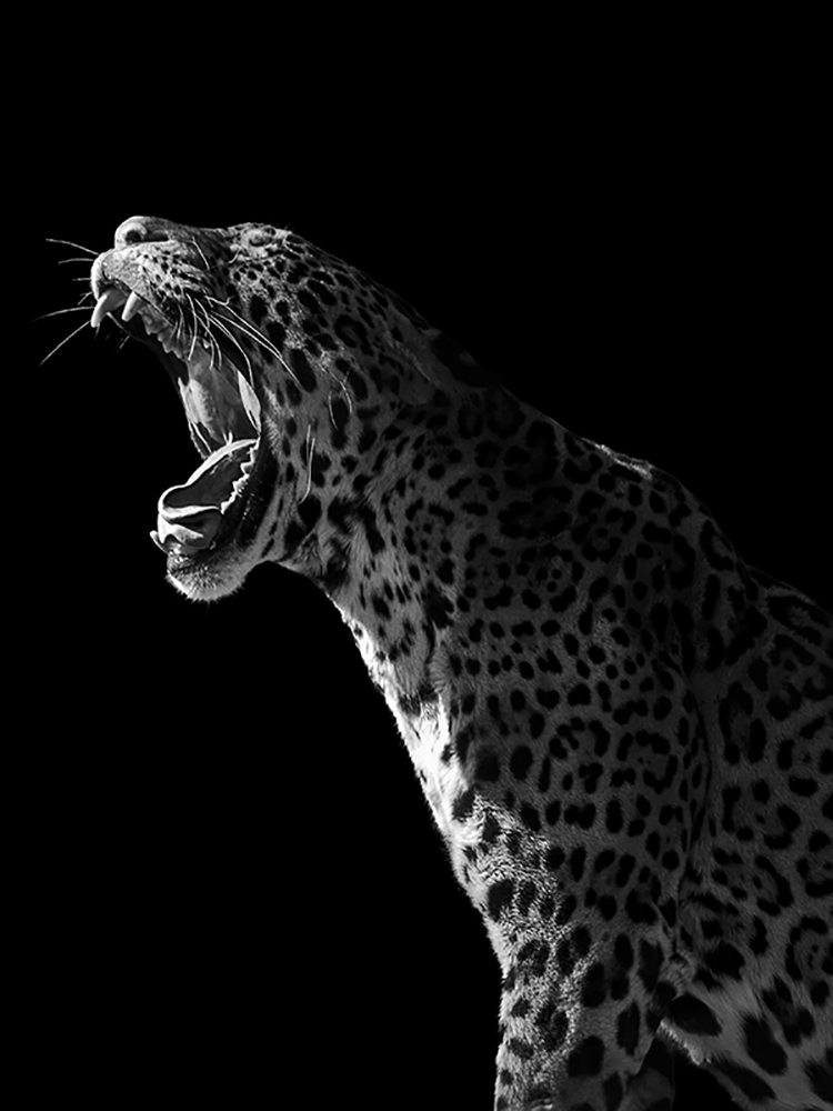 Photographie d'art de Guillaume Mordacq 45x60 cm sur plexi Photographie d'art de Guillaume Mordacq 45x60 cm sur plexi