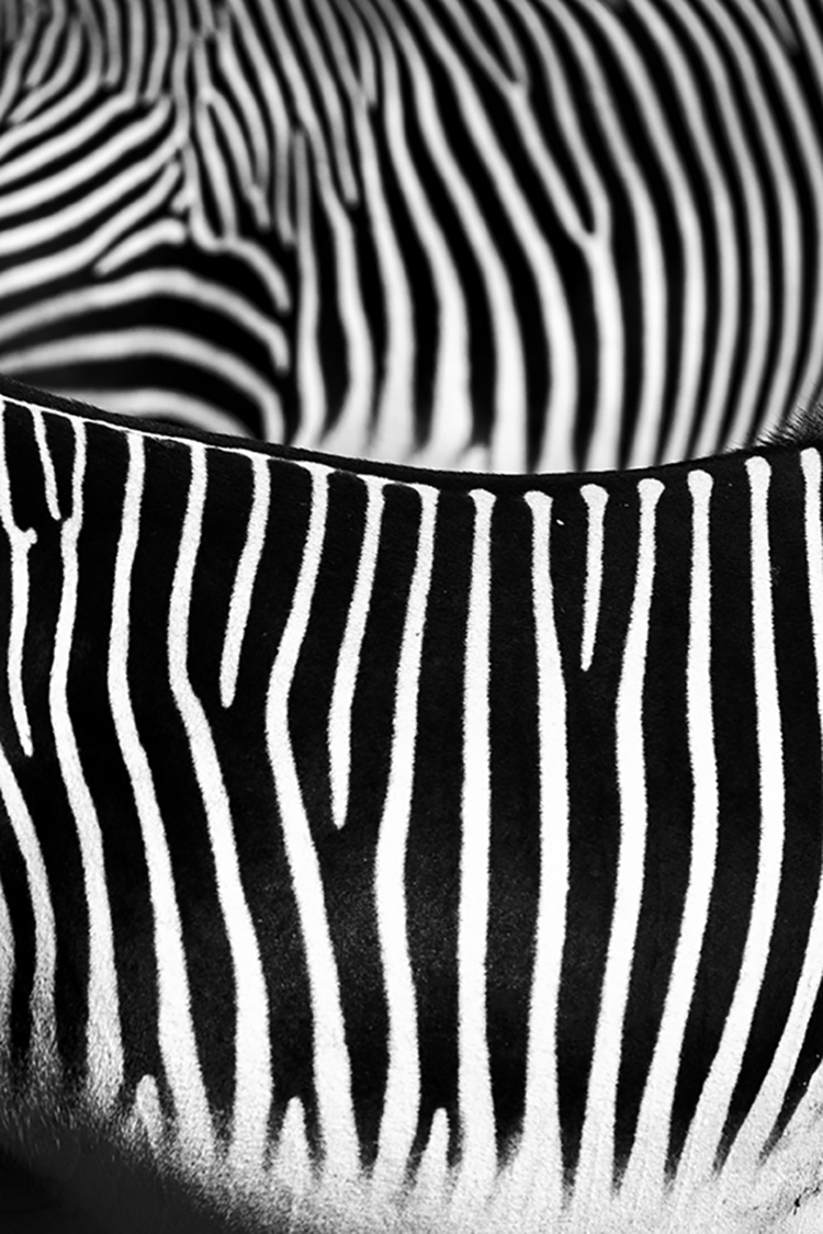 Photographie d'art de Guillaume Mordacq 30x45 cm sur alu Photographie d'art de Guillaume Mordacq 30x45 cm sur alu