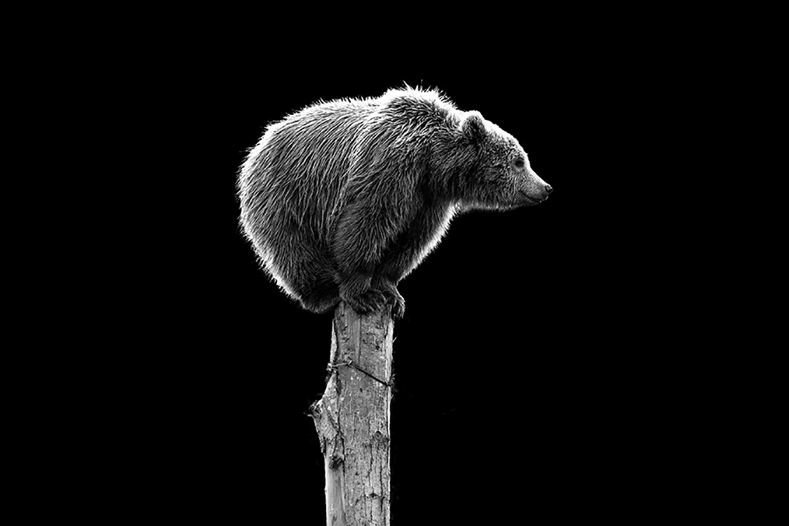 Photographie d'art de Guillaume Mordacq 30x45 cm sur alu Photographie d'art de Guillaume Mordacq 30x45 cm sur alu