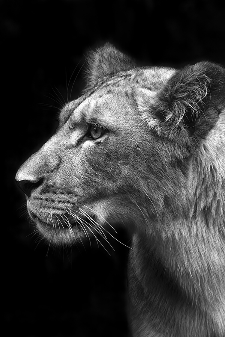 Photographie d'art de Guillaume Mordacq 60x90 cm sur alu Photographie d'art de Guillaume Mordacq 60x90 cm sur alu