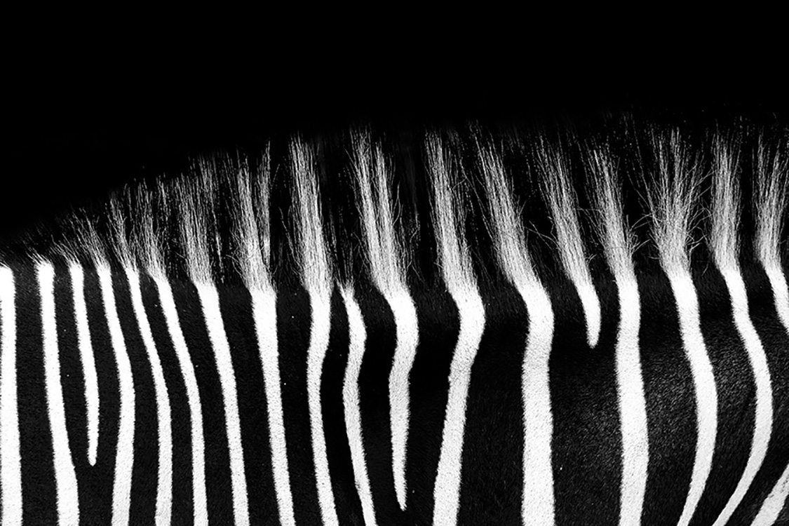 Photographie d'art de Guillaume Mordacq 30x45 cm sur alu Photographie d'art de Guillaume Mordacq 30x45 cm sur alu