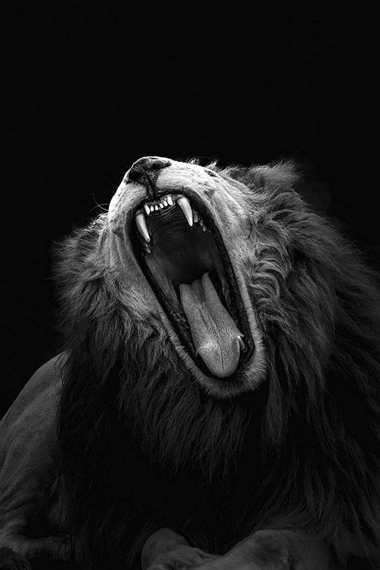 Photographie d'art de Guillaume Mordacq 60x90 cm sur alu Photographie d'art de Guillaume Mordacq 60x90 cm sur alu