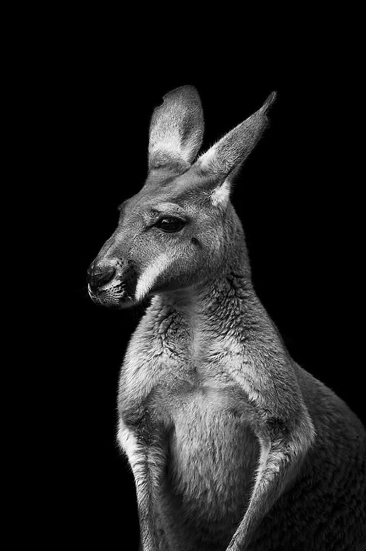 Photographie d'art de Guillaume Mordacq 60x90 cm sur alu Photographie d'art de Guillaume Mordacq 60x90 cm sur alu