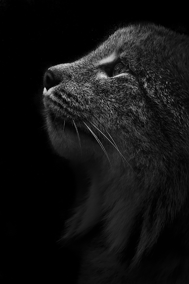 Photographie d'art de Guillaume Mordacq 60x90 cm sur alu Photographie d'art de Guillaume Mordacq 60x90 cm sur alu