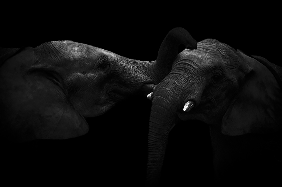 Photographie d'art de Guillaume Mordacq 60x90 cm sur alu Photographie d'art de Guillaume Mordacq 60x90 cm sur alu