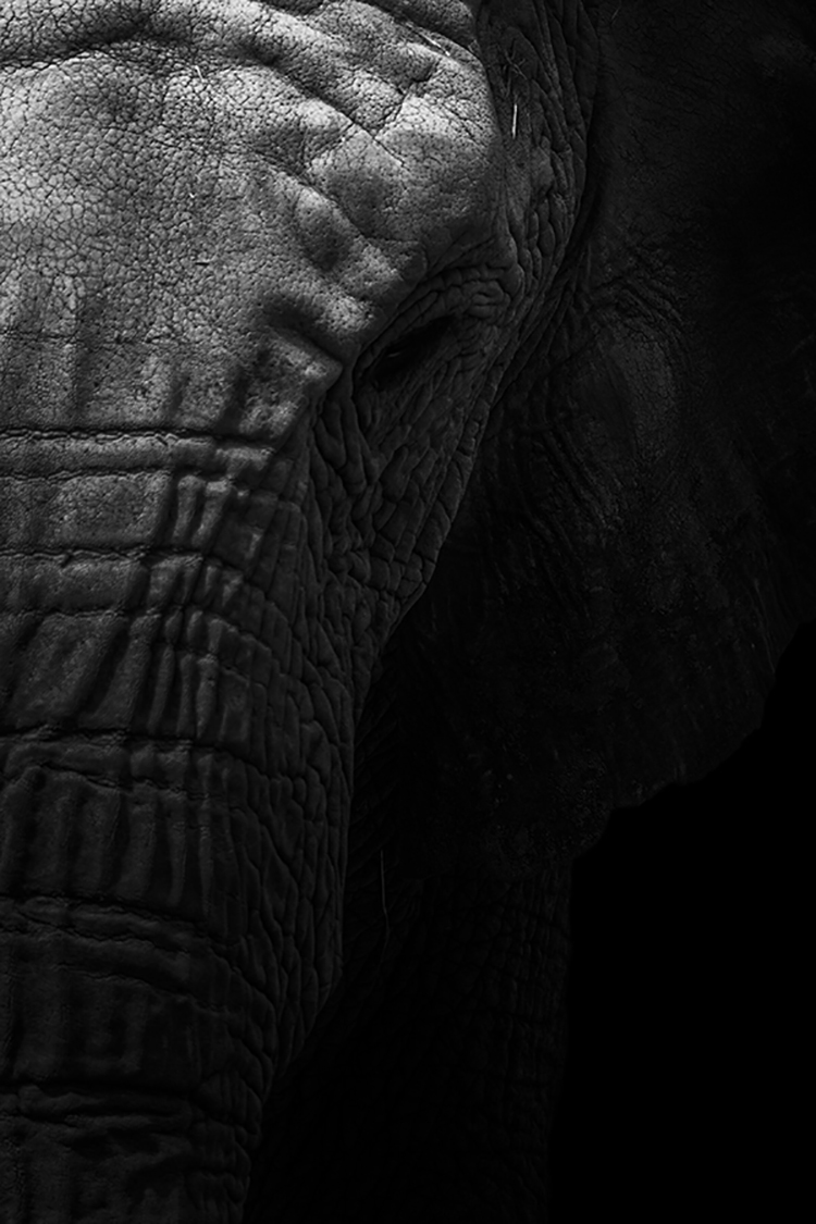 Photographie d'art de Guillaume Mordacq 60x90 cm sur alu Photographie d'art de Guillaume Mordacq 60x90 cm sur alu