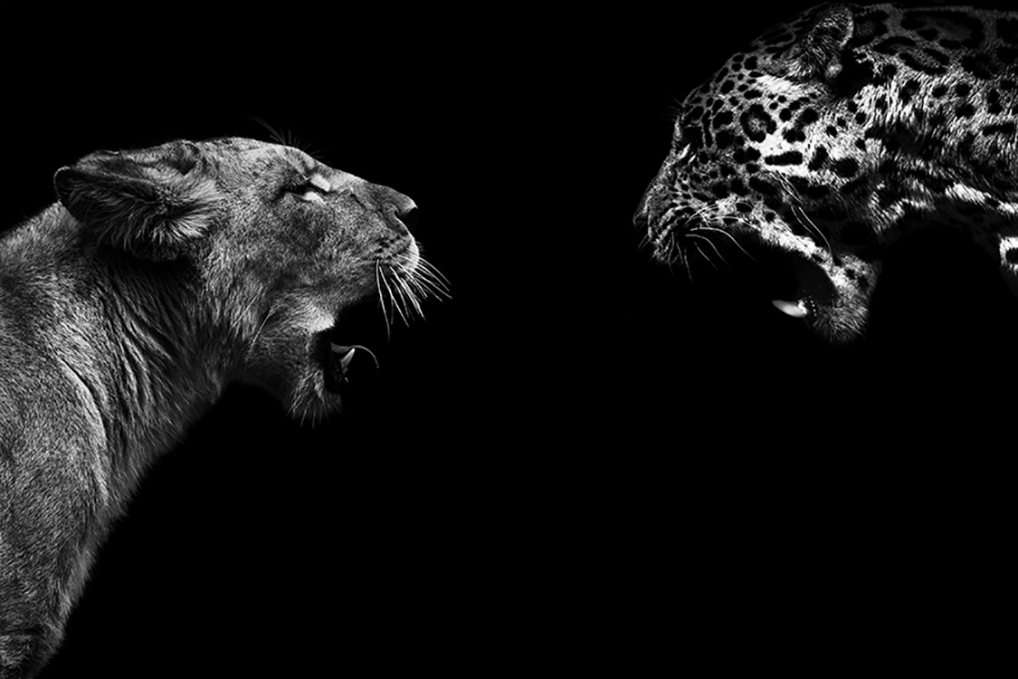 Photographie d'art de Guillaume Mordacq 60x90 cm sur alu Photographie d'art de Guillaume Mordacq 60x90 cm sur alu