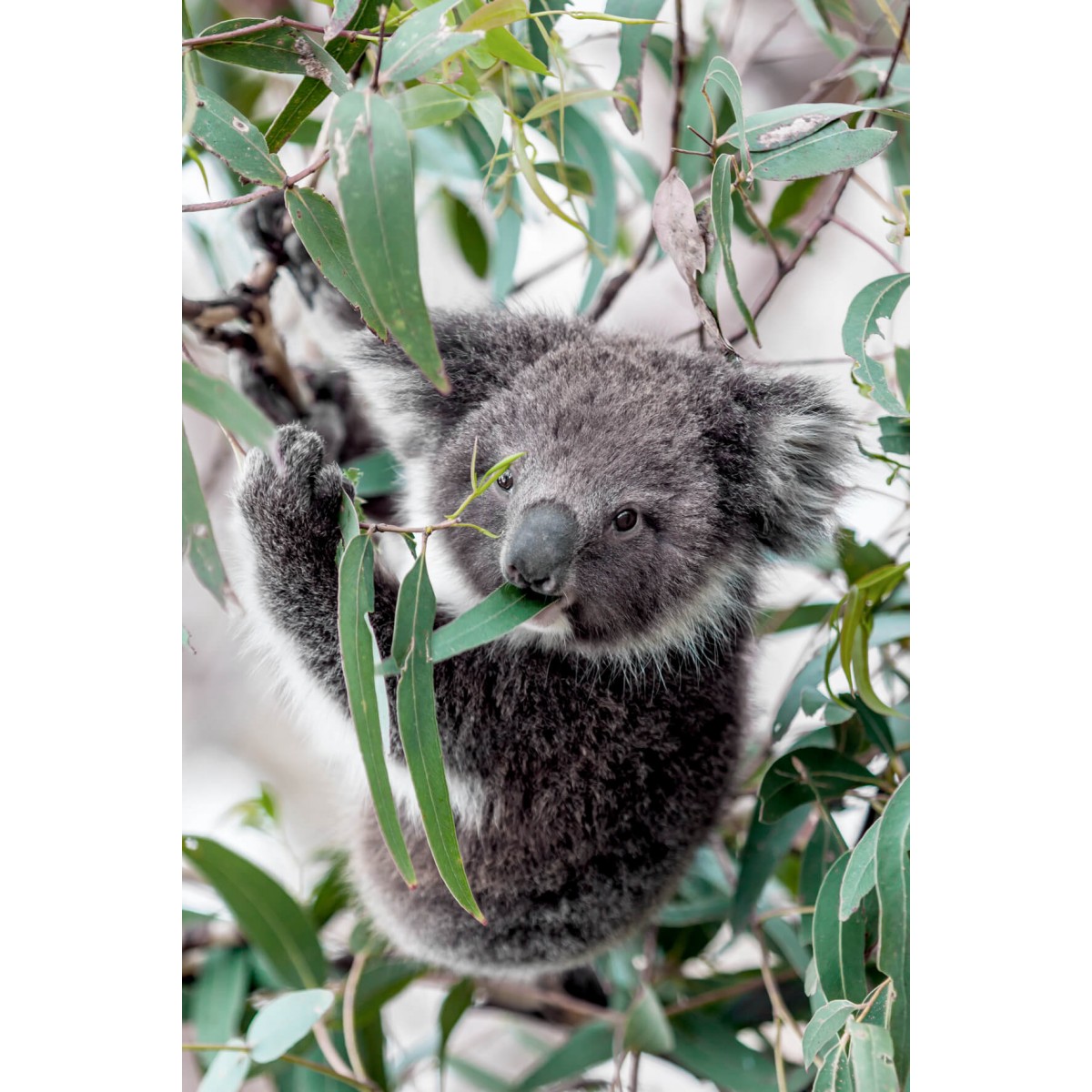 Tableau sur verre koala dans un arbre 45x65 cm