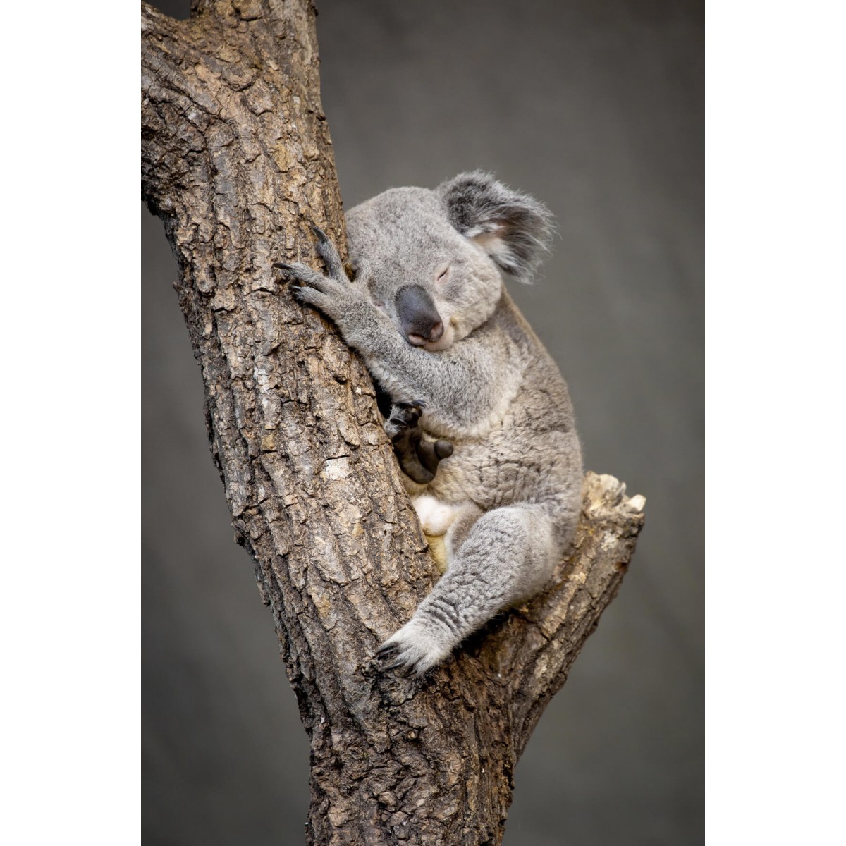 Tableau sur verre koala endormi 45x65 cm