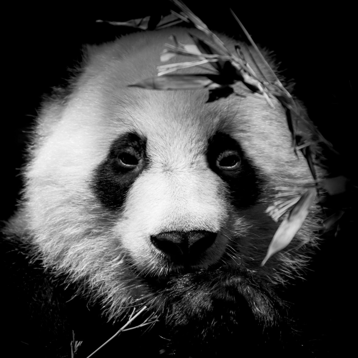 Tableau sur verre portrait panda 45x45 cm