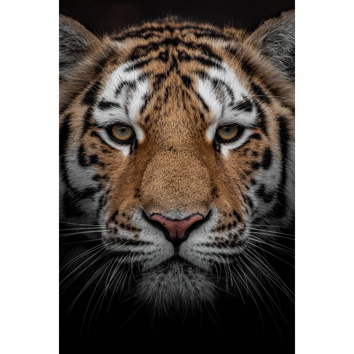 Tableau sur verre portrait tigre 30x45 cm