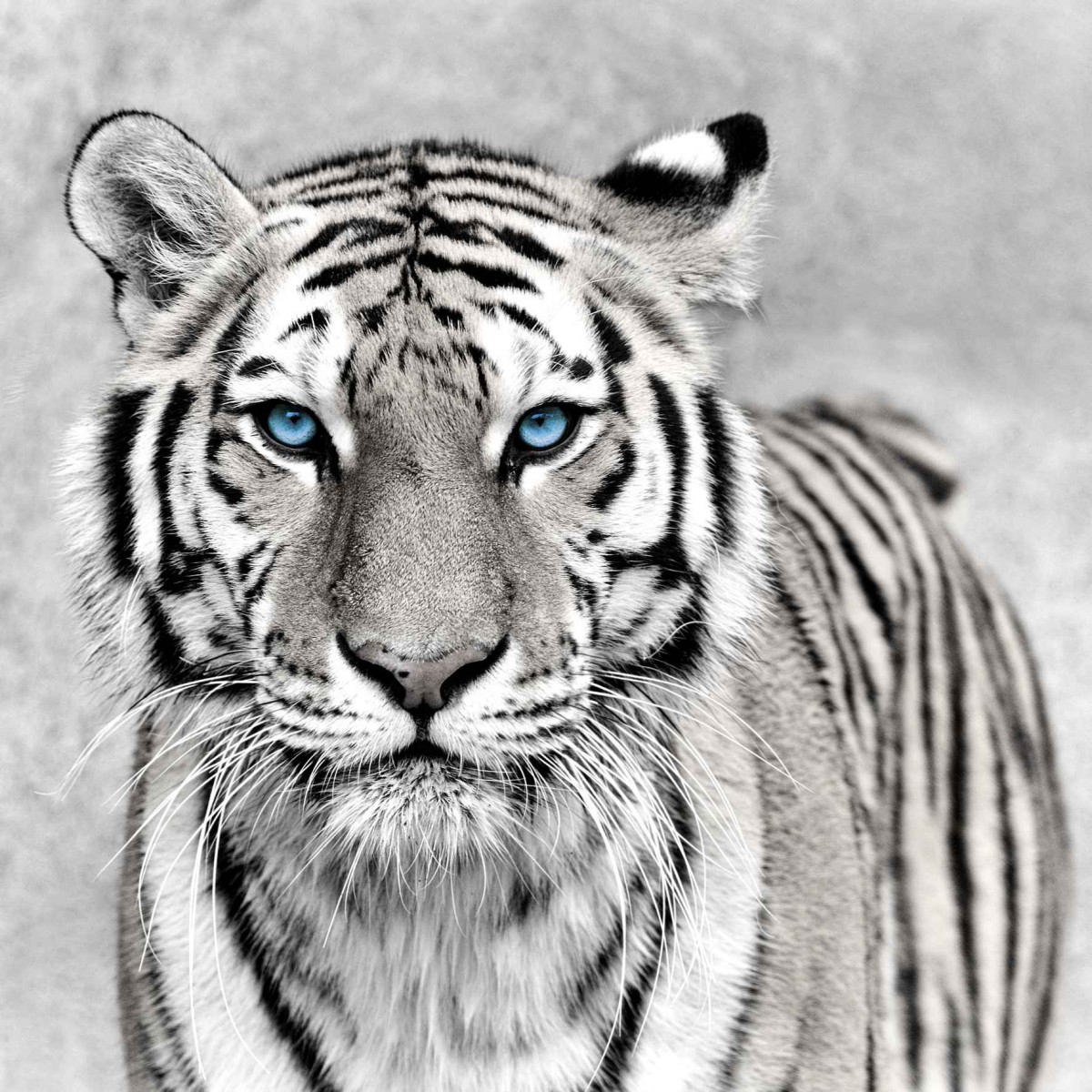 Tableau sur verre synthétique tigre aux yeux bleus 90x90 cm