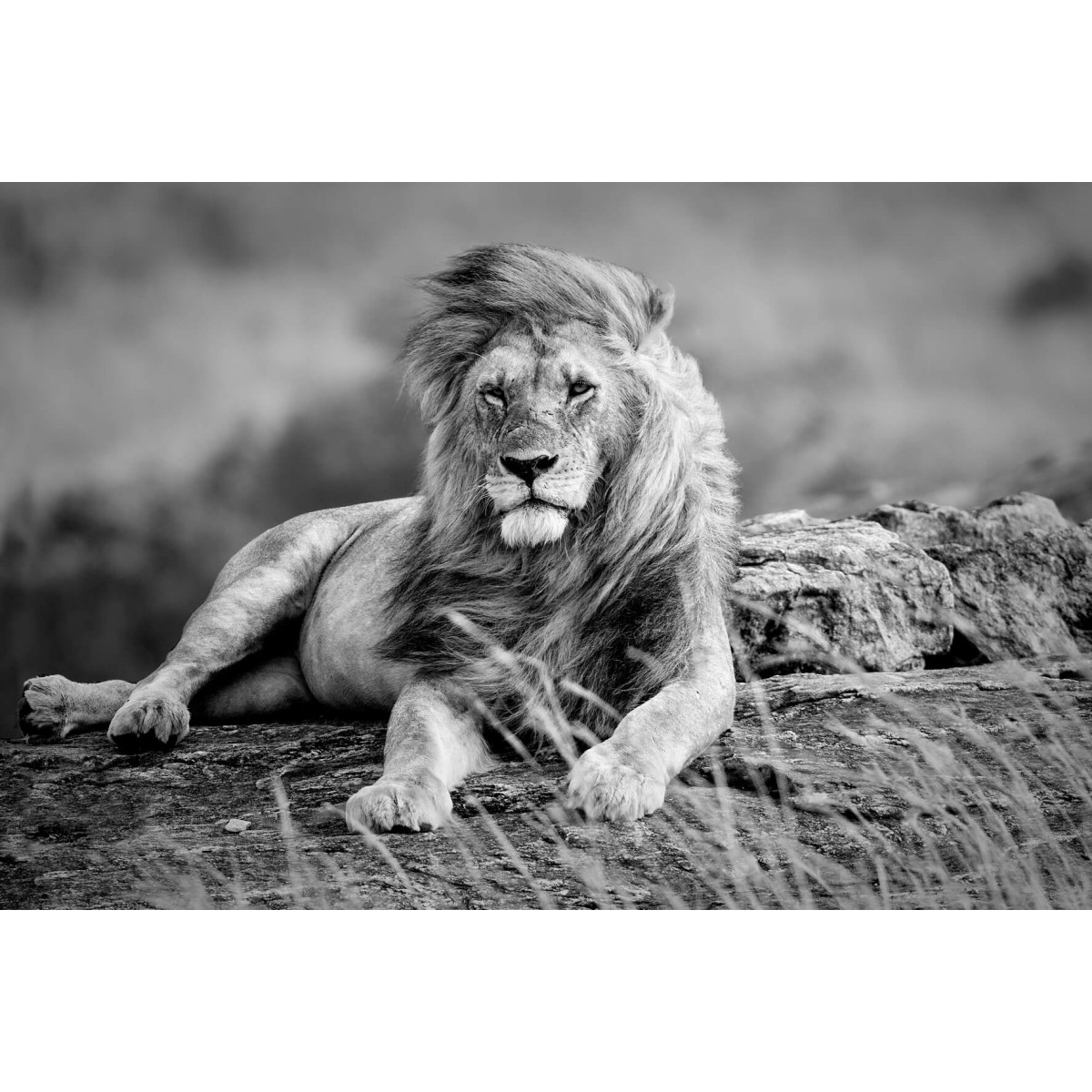 Tableau sur verre lion noir et blanc 45x65 cm Tableau sur verre lion noir et blanc 45x65 cm