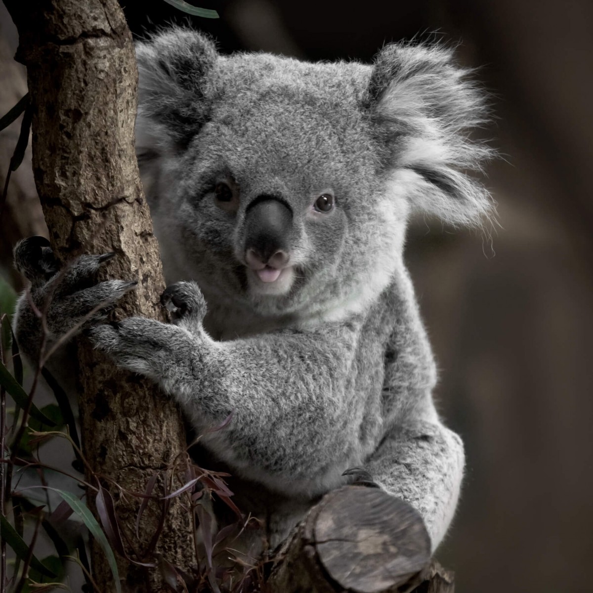 Tableau sur verre koala 45x45 cm