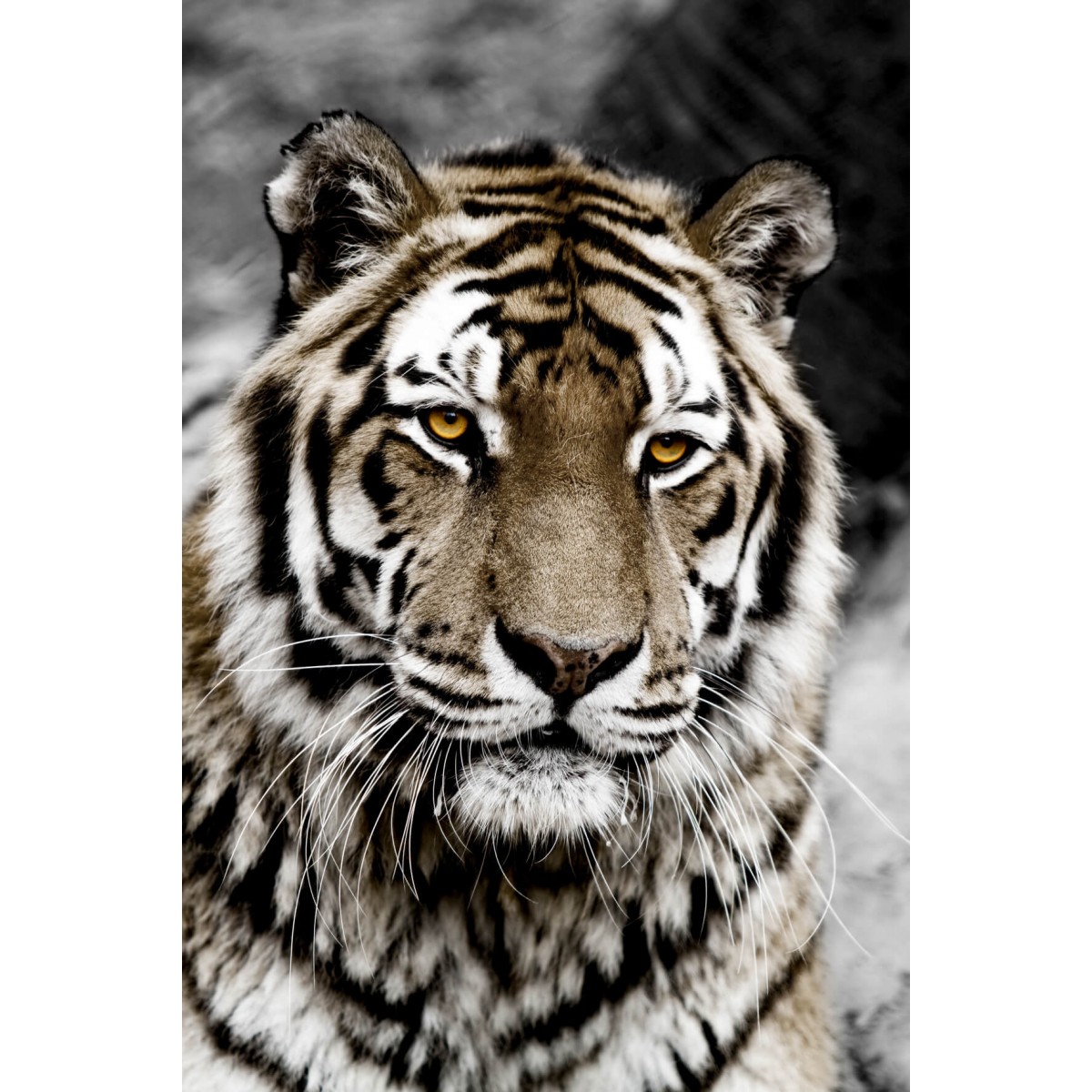 Tableau sur verre synthétique tigre de face 80x120 cm