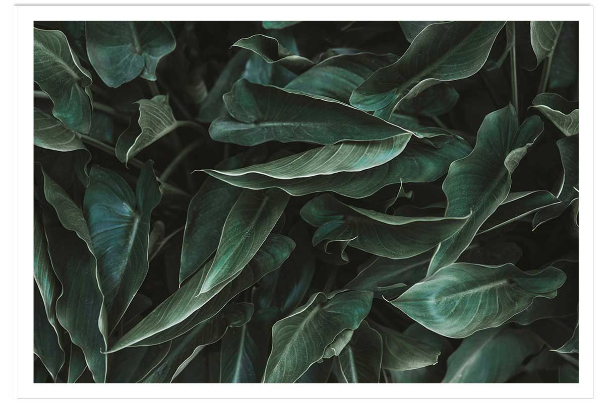 Affiche green leaves 45x30cm