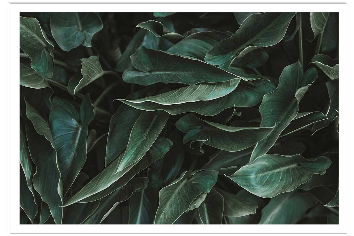 Affiche green leaves 60x40cm Affiche green leaves 60x40cm