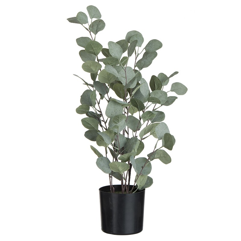 Eucalyptus en pot plastique vert H60cm