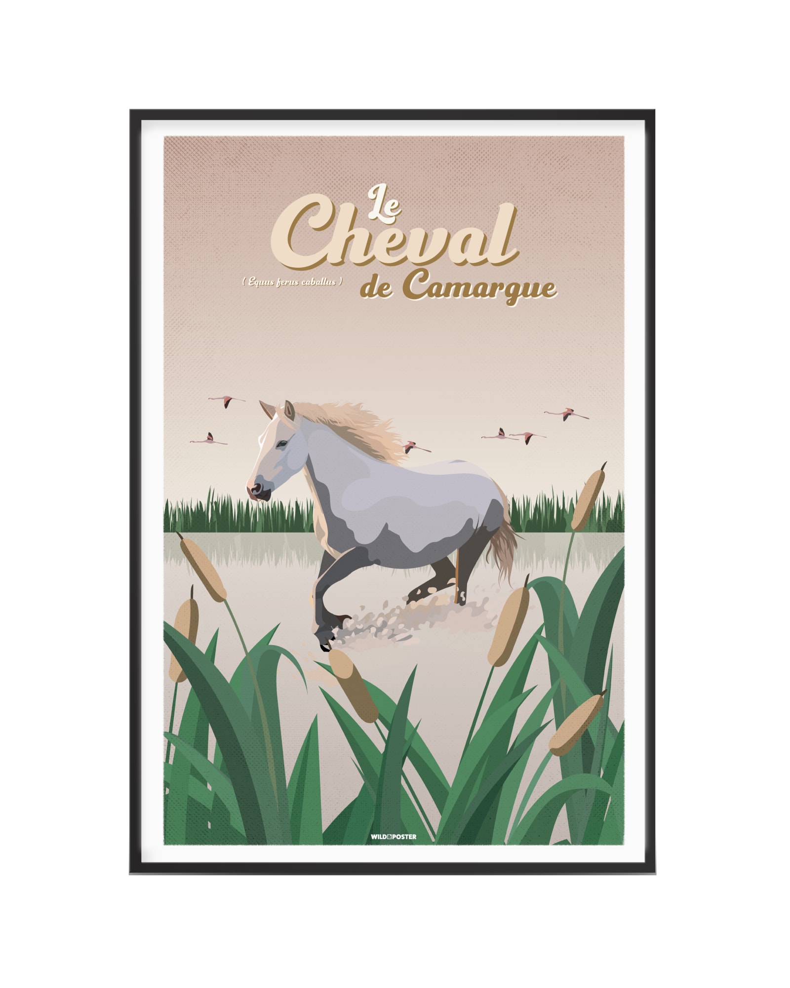Affiche Cheval de Camargue 30 x 40 cm