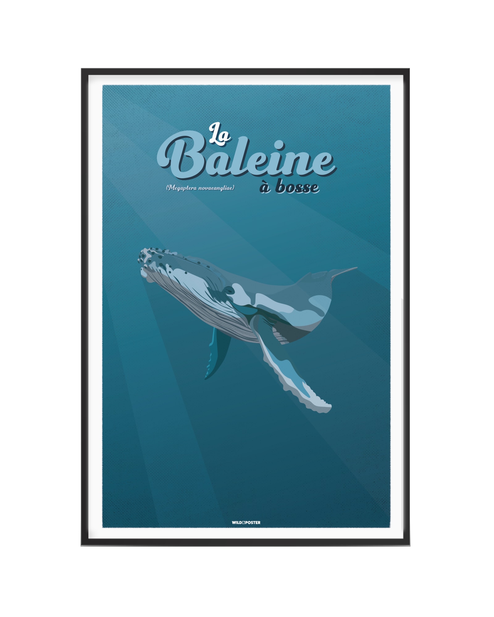 Affiche Baleine à bosse 40 x 60 cm