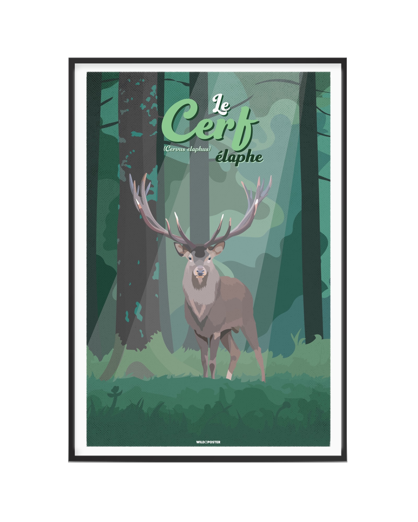 Affiche Cerf élaphe 40 x 60 cm